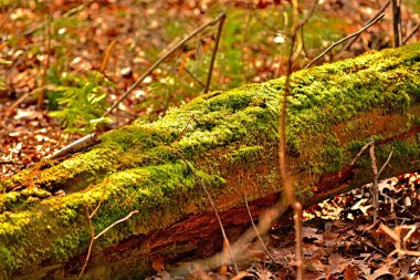 Bir kütükte yeşil yosun
