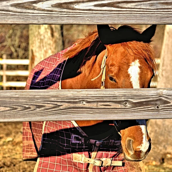 Cavalo Olhando Através Cerca — Fotografia de Stock