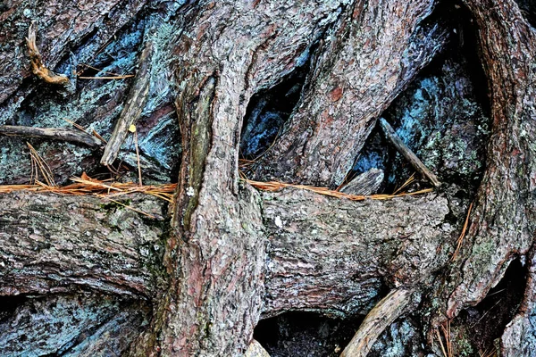 Bir ağacın pörsümüş kökleri