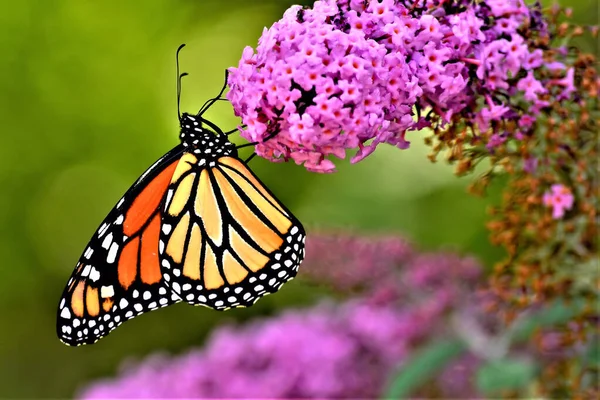 A colorful butterfly on a butterfly bush