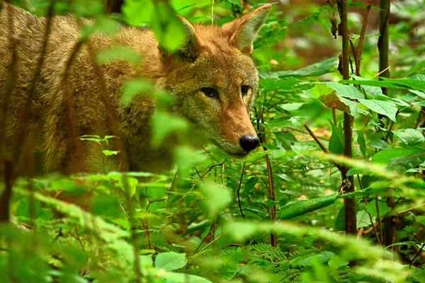 Coyote Reste Alerte Alors Regarde Sous Bois — Photo