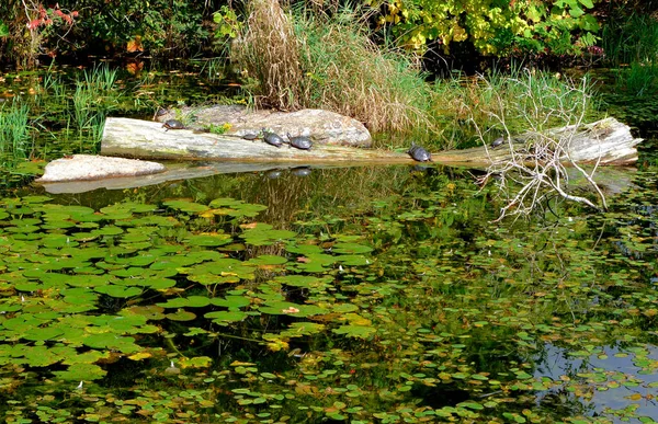 Schildkröten Sonnen Sich Auf Einem Baumstamm Einem Seerosenteich — Stockfoto