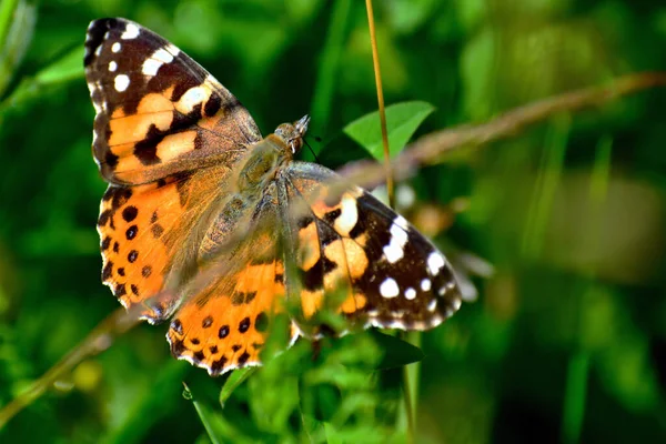 Closeup Fritillary Butterfly Feeding Springtime — Stock Photo, Image