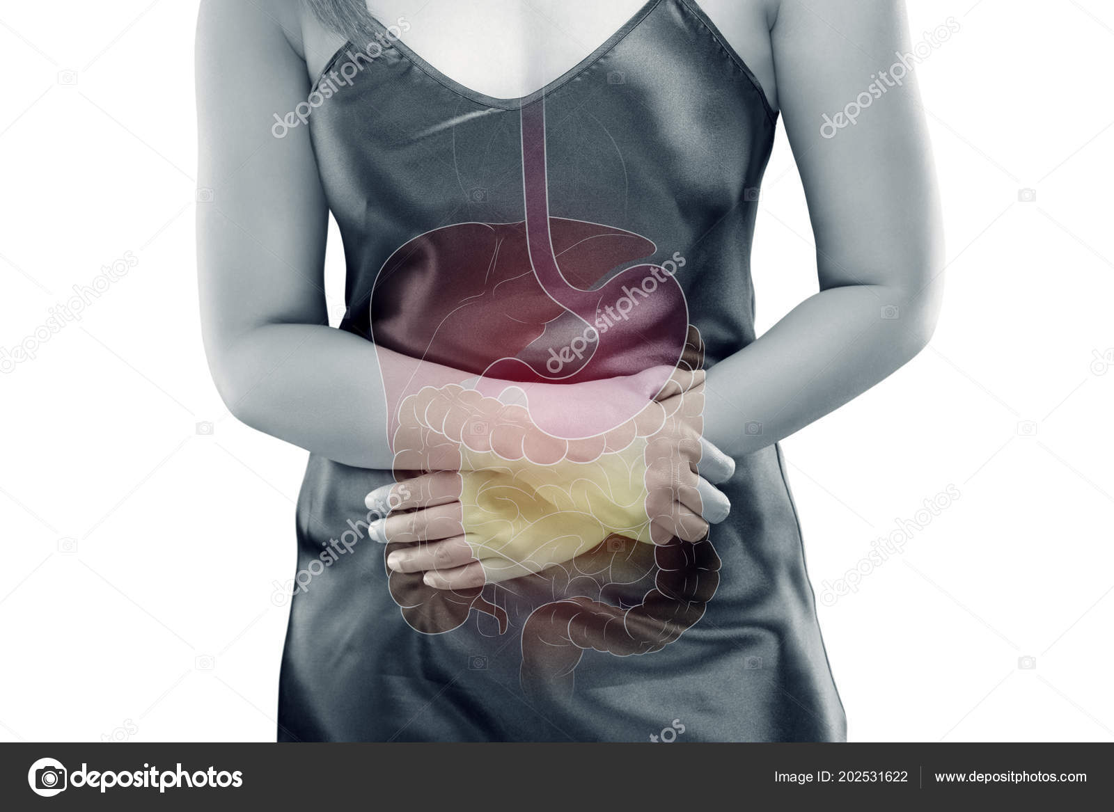 Photo Internal Organs Women Body Gray Background Viscera Human Stock Photo Image By C Tharakorn 202531622