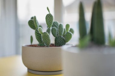 Opuntia veya Bunny kulakları kaktüs