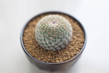 Mammillaria huitzilopochtli kahverengi seramik tencerede