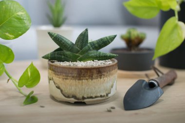 Seramik tencerede Sansevieria boncellensis