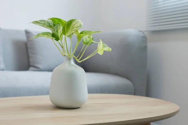 Plantes dans le vase blanc sur une table en bois — Photo