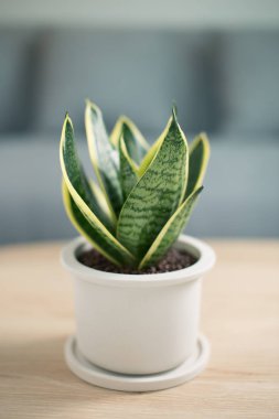 Snake plant on gray pot, Air purifying plants clipart