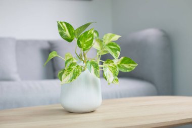 Epipremnum aureum bitkisi ya da oturma odasındaki ahşap masa üzerindeki altın pothos.