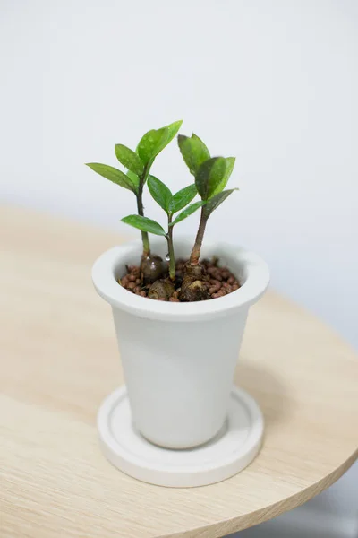 Usine Pot Céramique Blanche Sur Table Bois — Photo