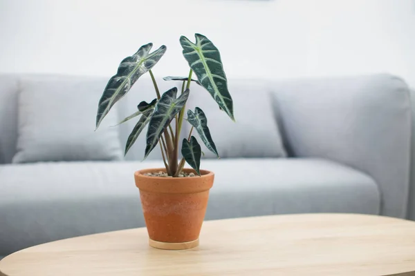 Alocasia Plante Pot Argile Sur Table Bois Dans Salon — Photo