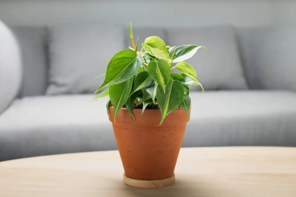 Crème Philodendron Éclaboussure Dans Pot Argile Sur Une Table Bois — Photo