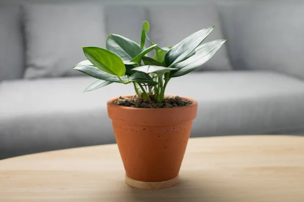 Scindapsus Treubii Clair Lune Dans Pot Argile Sur Une Table — Photo