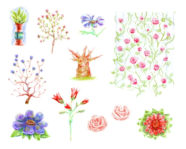 Zestaw ołówków rysowane ręcznie kolor zdjęć kwiatów i roślin, róże i drzew na białym tle obiektów na białym tle. — Zdjęcie stockowe