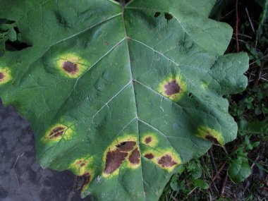Mutsuz hayal kırıklığına hayal kırıklığına hasta kararmış üzgün bir gülen ile burdock yeşil yaz yaprağı