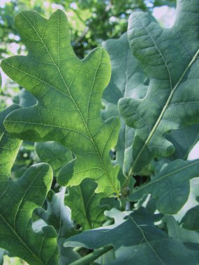 Parlak sarı meşe yaprağı yeşil yaprakların geri kalanına karşı güneşin içinden parlar.