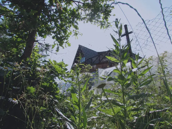 Casa de campo de color marrón oscuro detrás de la valla detrás de plantas verdes, arbustos, árboles y hierba en un día soleado de verano — Foto de Stock