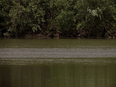 Yaz yeşil çalıları ile bir nehir çamurlu yeşil su hızlı akışı