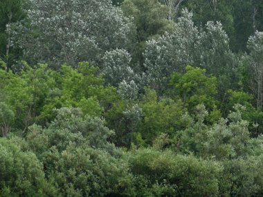Yeşilin farklı tonlarındaki çalıve ağaçların yapraklarının ve dallarının arka plan dokusu.