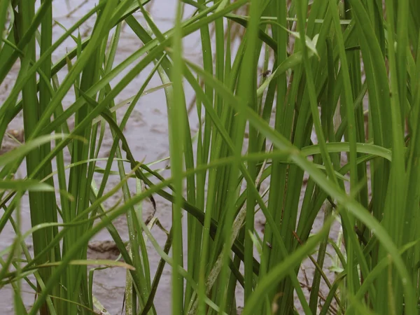 Φωτεινό πράσινο ζουμερό γρασίδι του ποταμού στην όχθη του ποταμού της λίμνης μεγαλώνει στο φόντο του νερού στην τράπεζα — Φωτογραφία Αρχείου