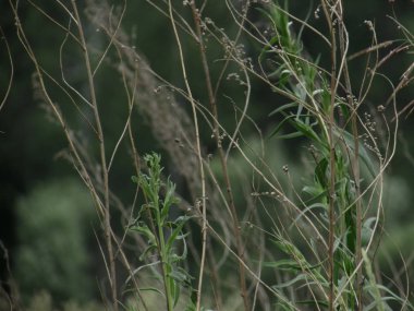Erimiş yeşil otlar ve ağaçların arka plan karşı tohumları ile yeşil ve kuru çim interlacing kaynaklanıyor.