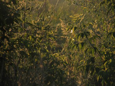 Altın şafak güneşi ile aydınlatılmış yeşil çim ve yeşillik muhteşem güzel oyma openwork hatları.