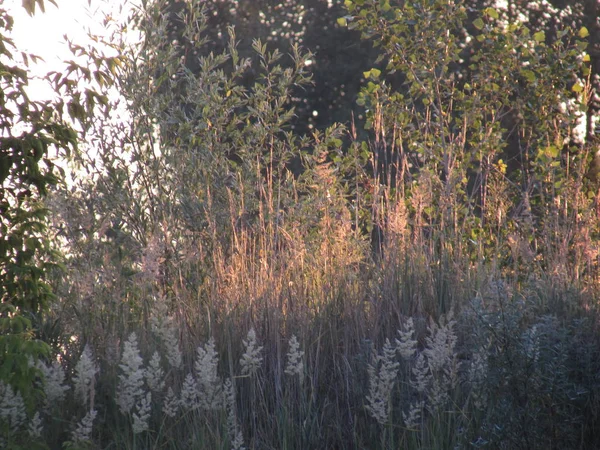 光耳朵，黑暗的野生草甸草和森林树木，在黎明时分由初升的明媚的太阳照亮. — 图库照片