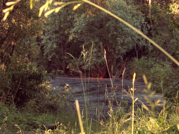 Um pequeno escuro escuro misterioso lago de floresta de conto de fadas com lama, emoldurado por grama verde de verão . — Fotografia de Stock
