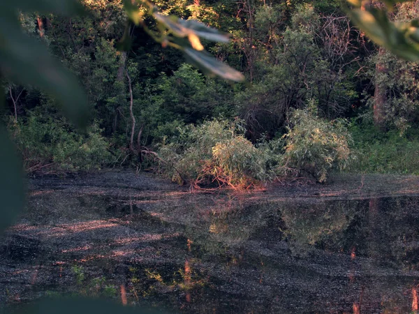 一个小黑暗黑暗神秘的仙女森林湖与泥和明亮的橙色树根. — 图库照片