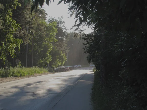 Szara droga świetlna otoczona zielonymi letnimi drzewami, krzewami i trawą, oświetlona wschodzącym złotym słońcem. — Zdjęcie stockowe