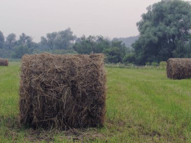 Yeşil çayır ile peyzaj, mesafeli orman ve sisli bir günde kuru kahverengi saman bükülmüş haystacks.