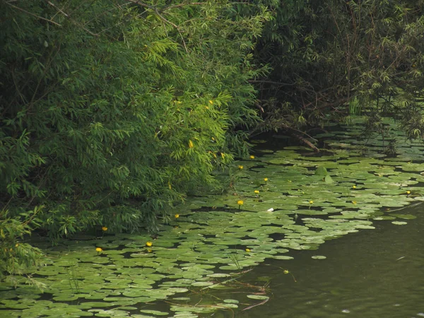 Rio da costa verde, lagos com água de cor cáqui e nenúfares com flores amarelas . — Fotografia de Stock