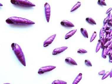 Güzel metallize parlak mor uzatılmış spiral deniz kabukları boncuk beyaz bir arka plan üzerinde izole nesneler.