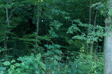 Almanya Stuttgart şehir üstten görünüm Tv Kulesi orman ve tepeler ve dağlar yemyeşil tropikal orman yağmur ormanlarının arka plan üzerinde gökyüzü