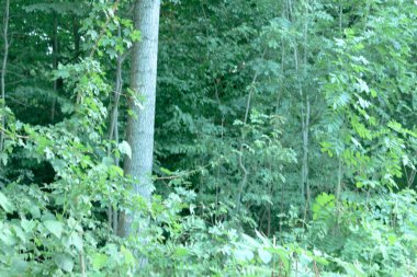 Almanya Stuttgart şehir üstten görünüm Tv Kulesi orman ve tepeler ve dağlar yemyeşil tropikal orman yağmur ormanlarının arka plan üzerinde gökyüzü