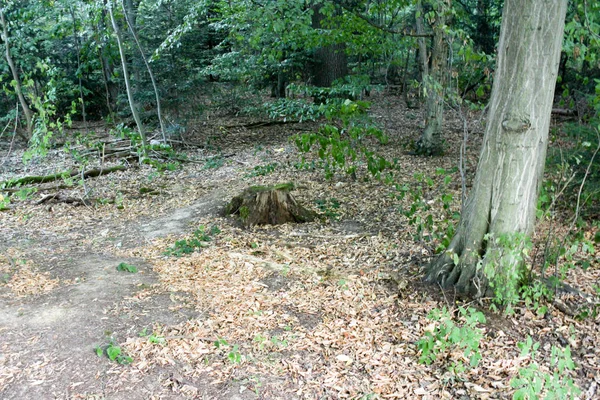 Duitsland Stuttgart Top Uitzicht Stad Vanaf Toren Jungle Hemel Heuvels — Stockfoto