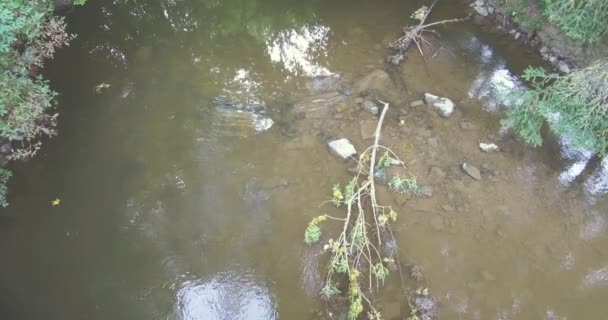 Arroyo Agua Selva Río Fluye Través Selva Tropical Stuttgart Alemania — Vídeos de Stock