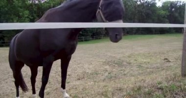 At yürüyüş çiftlik hayvanları hayat hayvan hayvanlar alemi siyah atlar yarış veya onların oturmaya elverişli toprakları