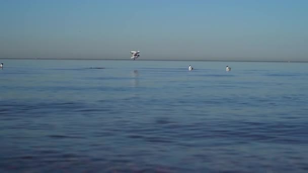 海鸥在远离海岸的海面上 一只海鸥起飞了4K视频 — 图库视频影像