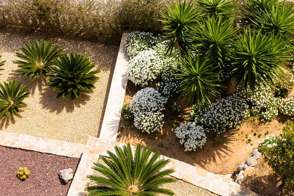 야자수와 꽃 조 경 디자인입니다. 테라스와 현대 정원 디자인의 상위 뷰. — 스톡 사진