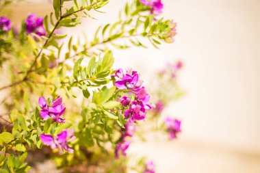 Doğal çiçek arka plan. Hafif bir arka plan üzerinde mor narin çiçekler. Kopya alanı.