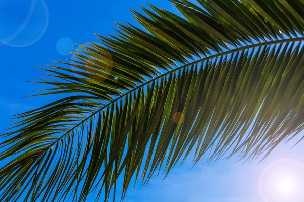 Tropical palm branch on a background of blue sky, natural background. Tropical background