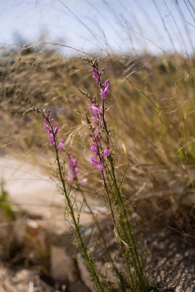 自然花卉背景。野丁香花和小穗草. — 图库照片