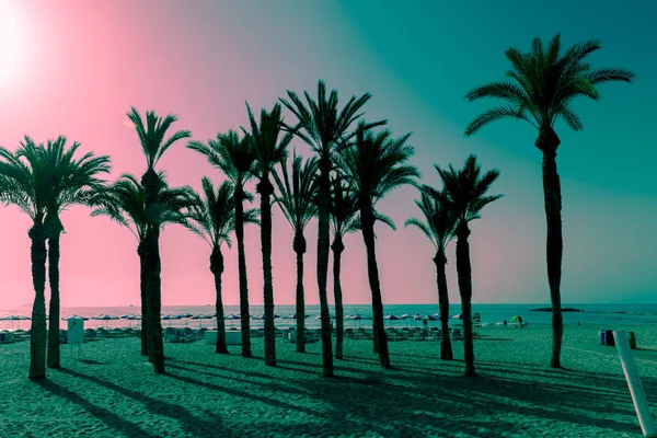 Silhouette di palme sulla spiaggia al tramonto. Paesaggio tropicale serale. Fantastico colore rosa turchese . — Foto Stock