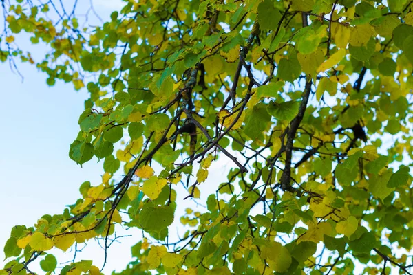 Herfst Achtergrond Van Gele Groene Linden Verlaat Kopie Ruimte — Stockfoto