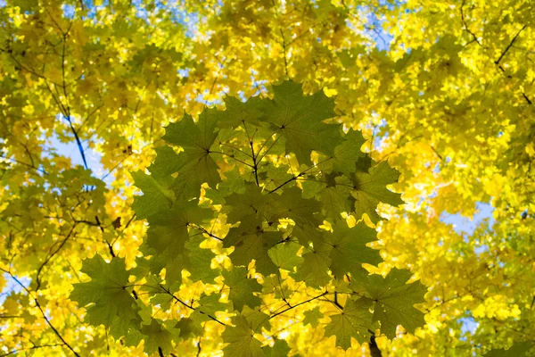 Folhas Bordo Amarelas Temporada Outono Contra Fundo Céu Azul — Fotografia de Stock