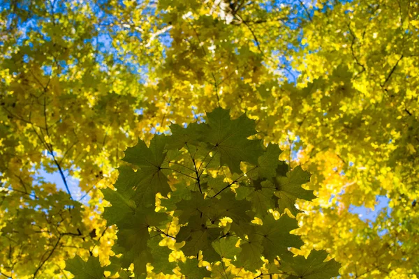 黄色のカエデの葉が秋の季節に青い空を背景に — ストック写真