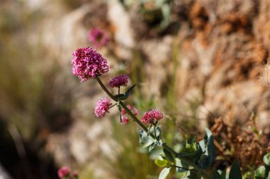 Doğal çiçek arka plan. Arka plan bulanık vahşi küçük Lila çiçek.