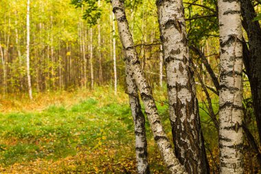 Arka planda sonbahar yaprakları olan beyaz huş ağaçları.